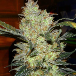 Buy Kings kush Online