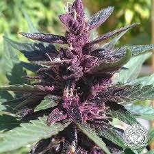 Buy Purple Kush Feminized specifications Online