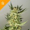 Buy AK48 Automatic Seeds Online
