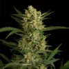 Buy Amnesia Haze online