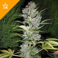 Buy Big Bud Automatic Seeds Online