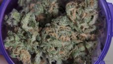 Buy Chocolope marijuana Strain: A Collection Of Hazes Online