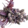 Buy Gelato strains 41 online Online