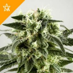 Buy Haze Automatic Seeds Online