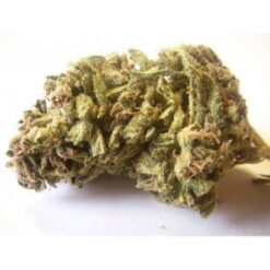 Jack Herer Medical Marijuana Strain Online