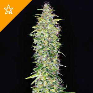 Buy Northern Lights Automatic Seeds Online
