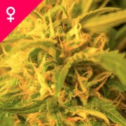 Buy Northern Lights Feminized Seeds Online