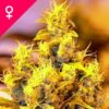 Buy NYC Diesel Feminized Seeds Online