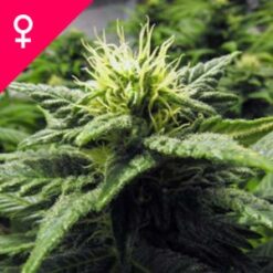 Buy Skunk #1 Feminized Seeds Online