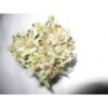 Buy Sleestack Kush Online