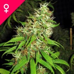 Buy Super Silver Cheese Feminized Seeds Online