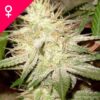 Buy White Widow Feminized Seeds Online