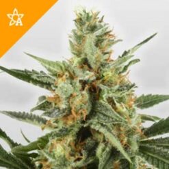 Buy WSS Skunk Automatic Seeds Online