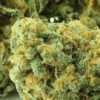 Where Can I Buy WSS Skunk Automatic Seeds Online