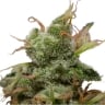 Ice Feminized Cannabis Seeds